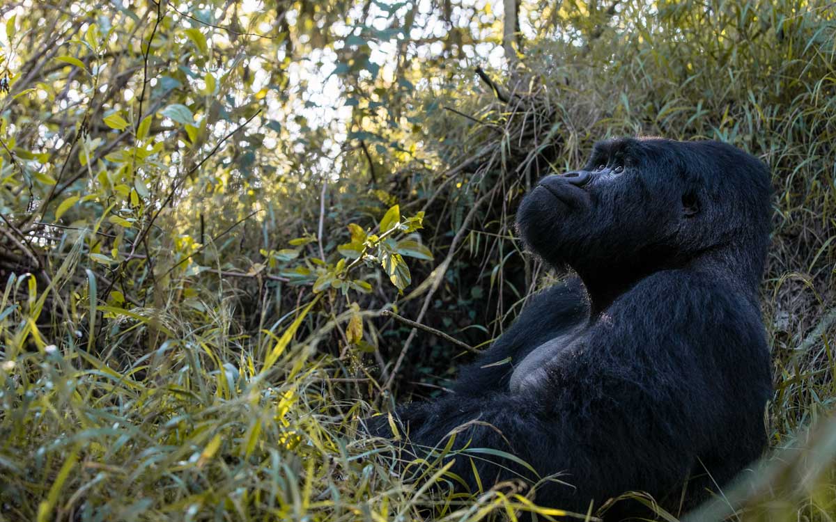 Gorilla Trekking